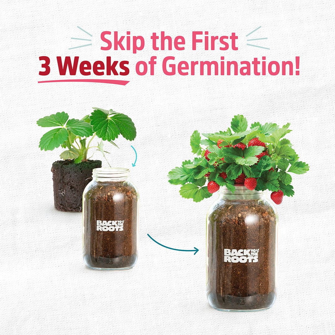 4 Pack of Pre-Grown Strawberry Seedlings - Image 3