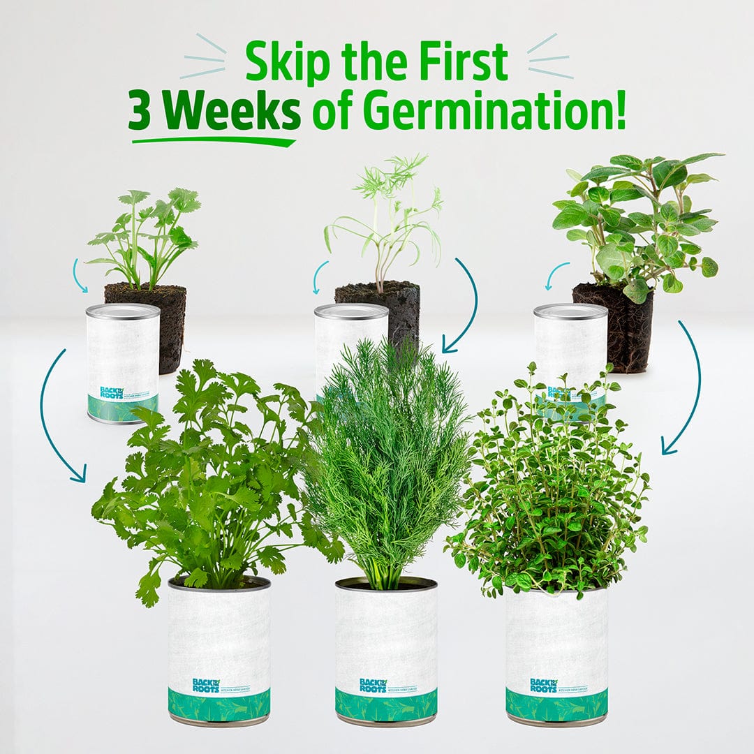 6 Pack of Pre-Grown Cilantro, Dill, Oregano Live Seedlings - Image 3