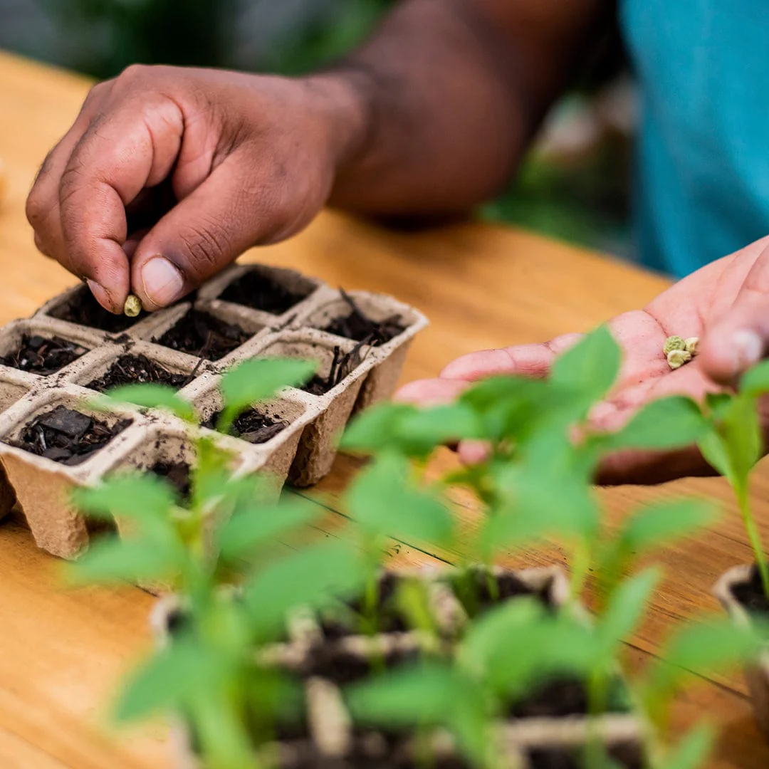 Greenhouse Germination Kit (Organic & Plantable, 12-Cell Tray) - Image 10