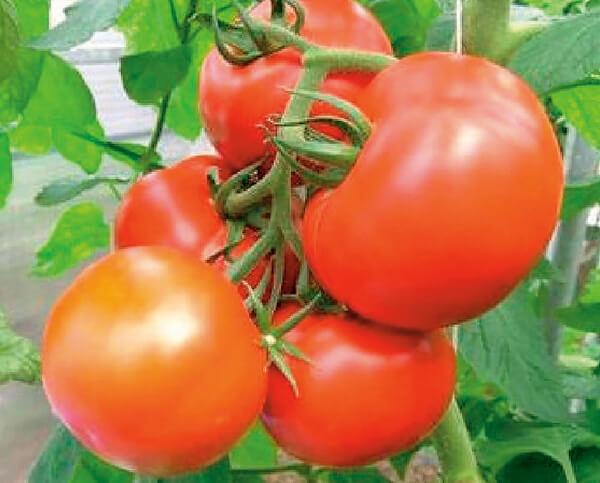 Organic Heirloom Tomato 5-Pack Seed Bundle - Image 7