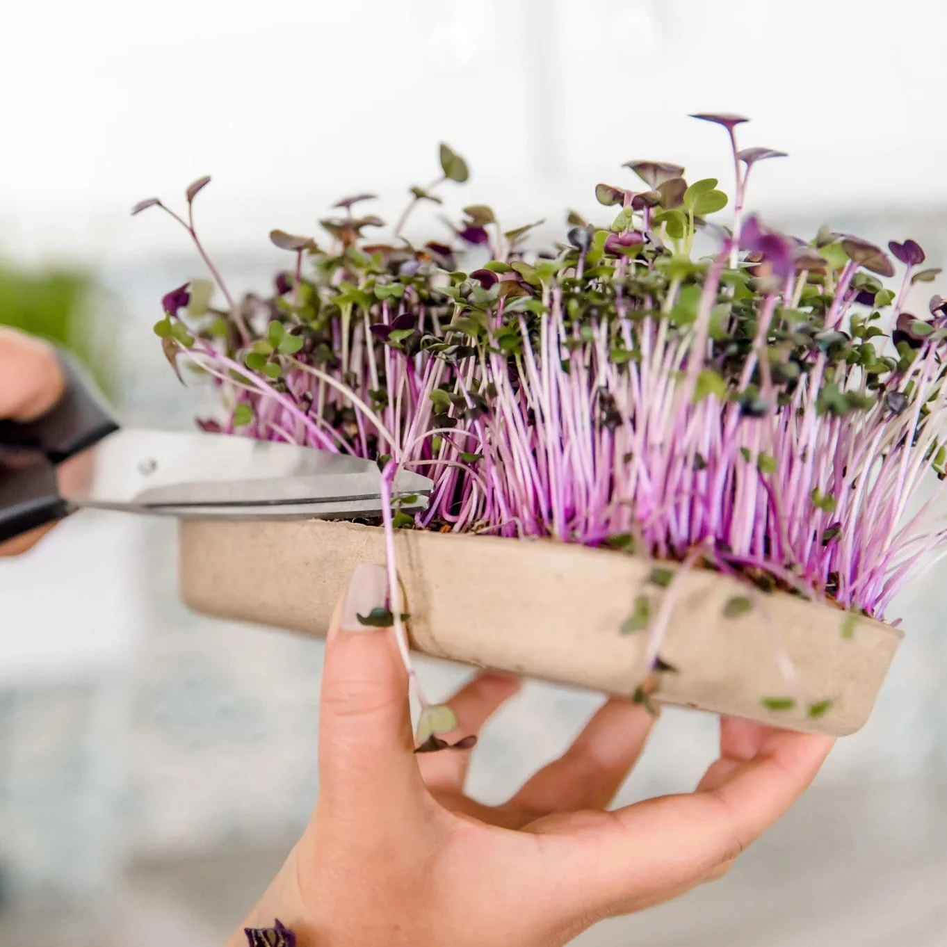 Summer Gardening Collection: 12 Kit Bundle (Herbs, Veggies, Mushrooms,  & Microgreens) - Image 6
