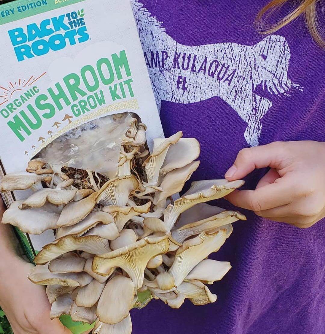 The Indoor Gardening Essentials - Herb, Veggies and Mushrooms 6-Plant Bundle (Save $20) - Image 3