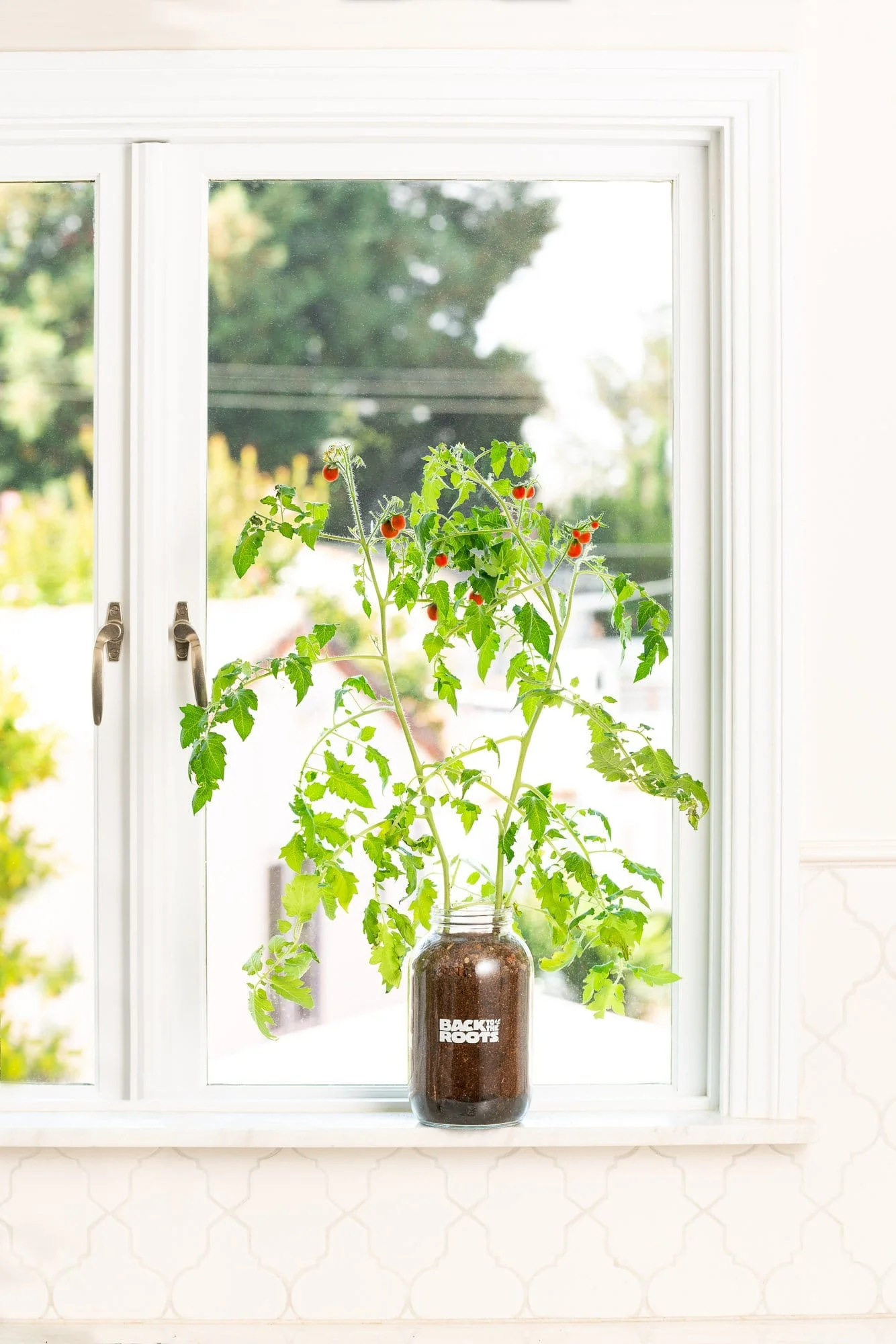 The Indoor Gardening Essentials - Herb, Veggies and Mushrooms 6-Plant Bundle (Save $20) - Image 8