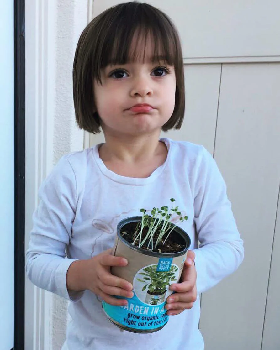 Kitchen Herb Garden - Basil, Mint, Cilantro 3-Pack 🌿 - Image 7