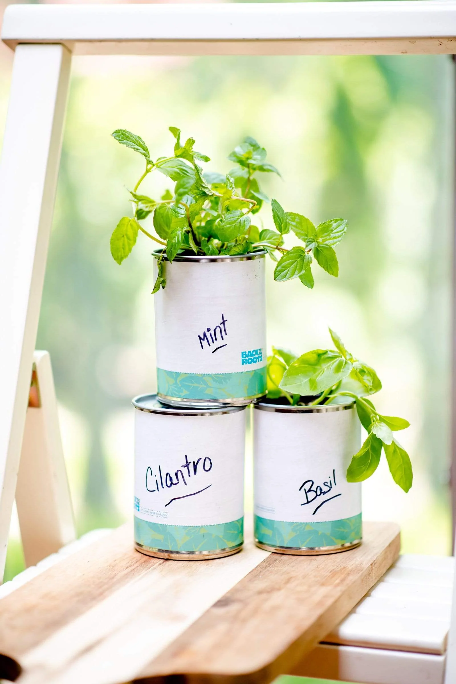 Kitchen Herb Garden - Basil, Mint, Cilantro 3-Pack 🌿 - Image 8