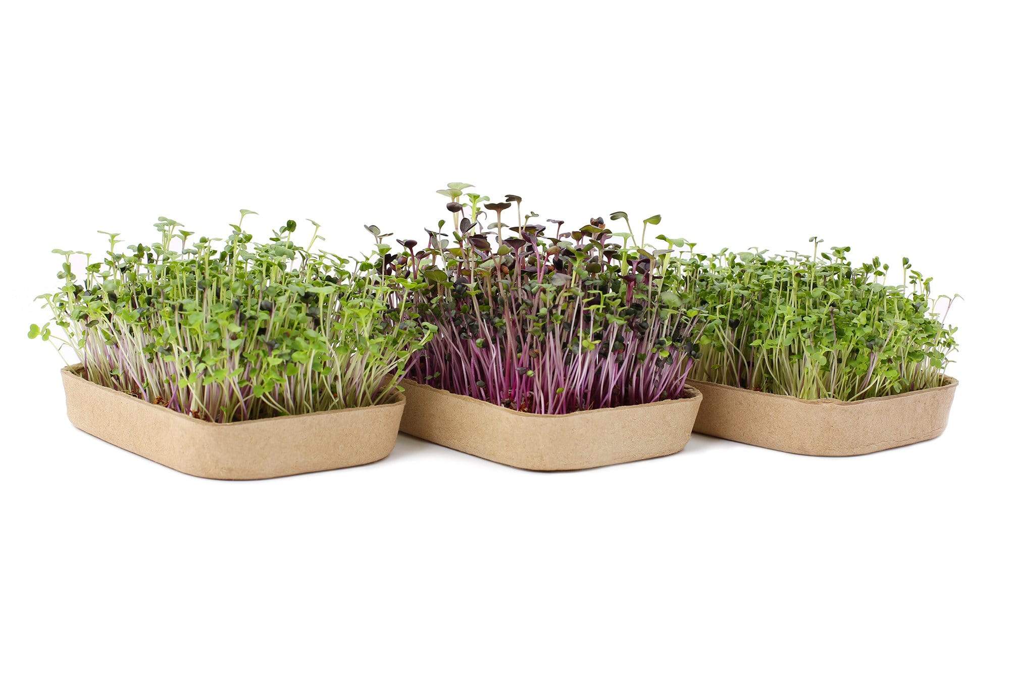 Organic Microgreens Kit, Variety 3-Pack 🌱 - Image 5
