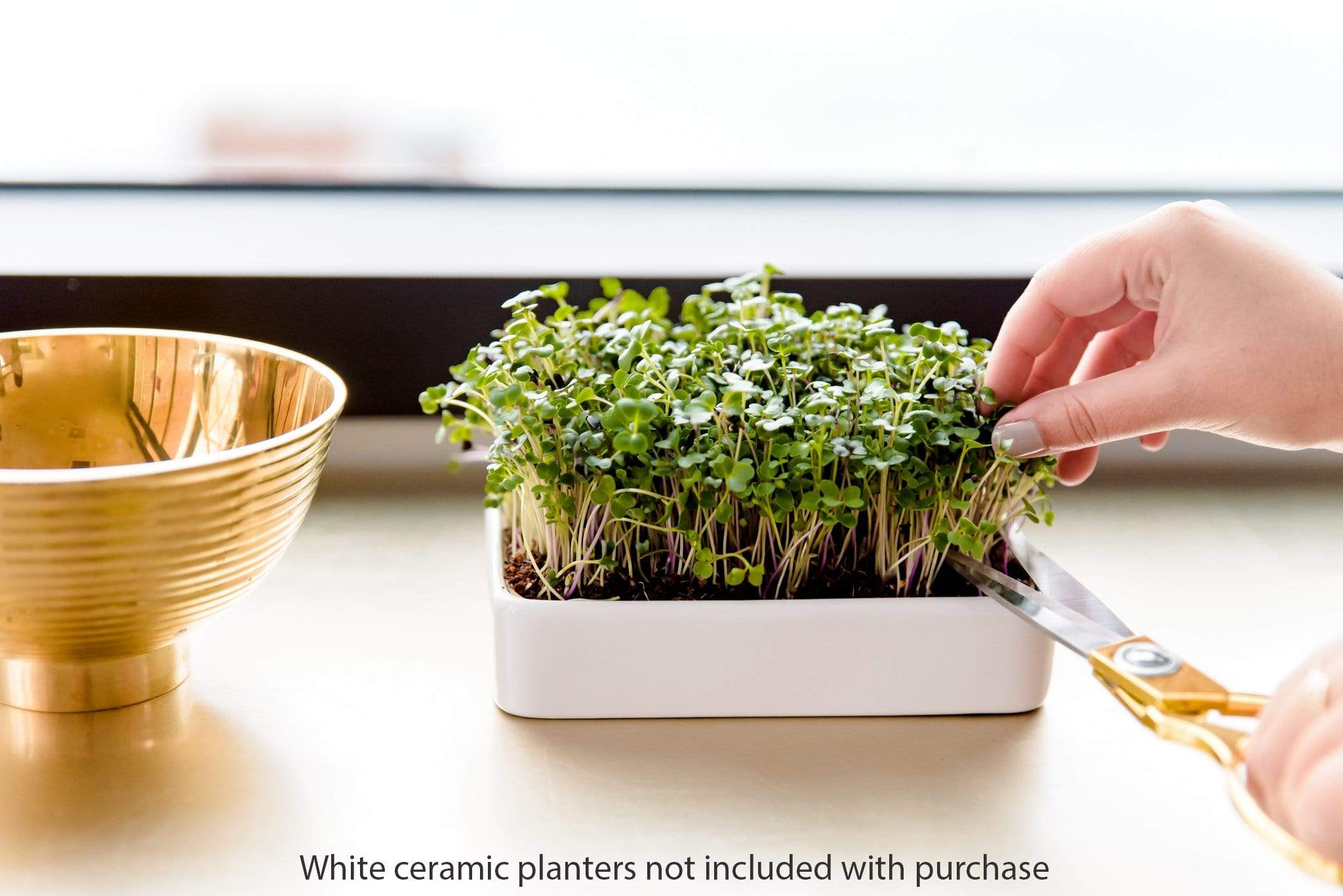 Organic Microgreens Kit, Variety 3-Pack 🌱 - Image 9
