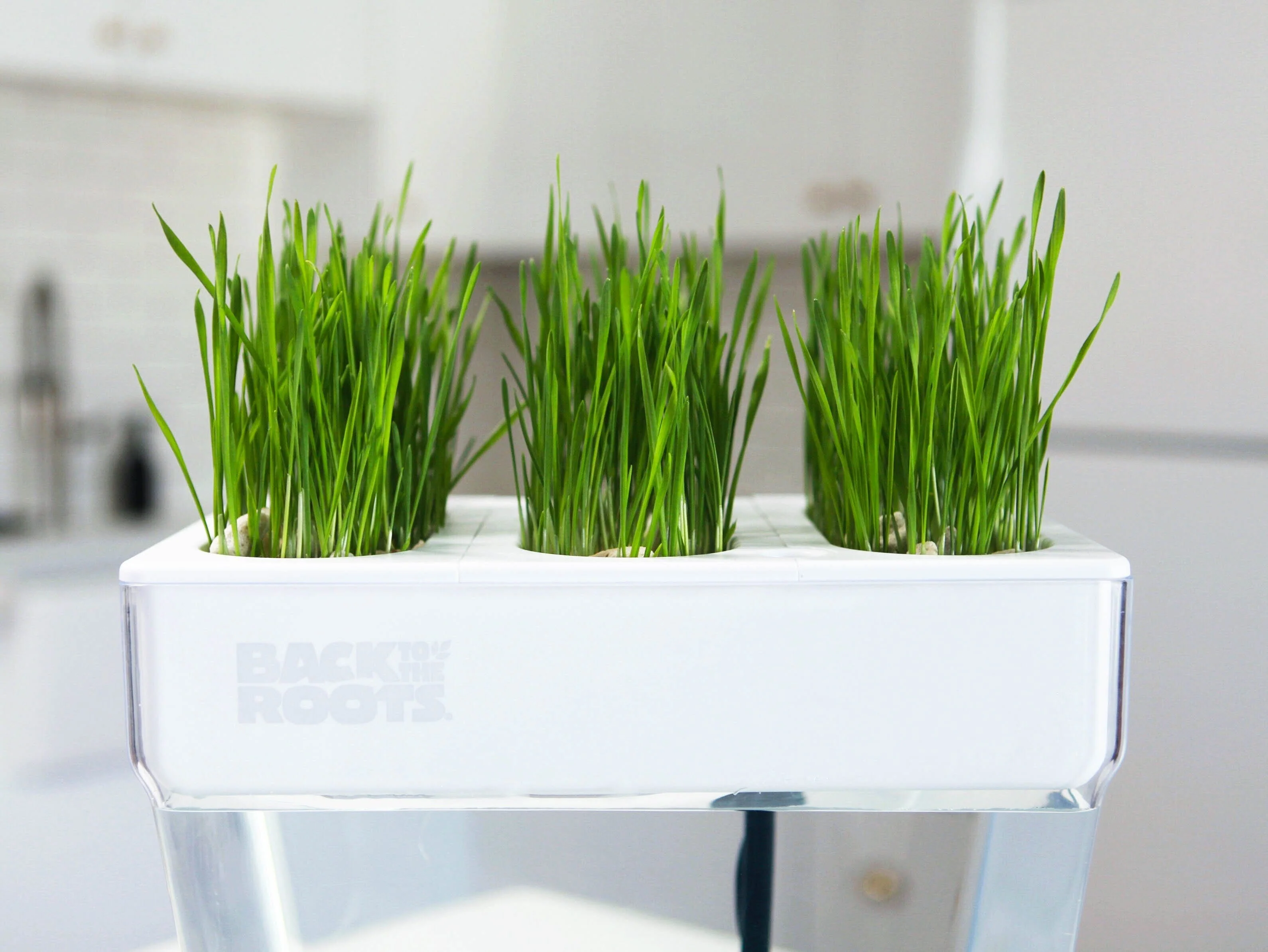 Microgreen Seed Packets - Image 4