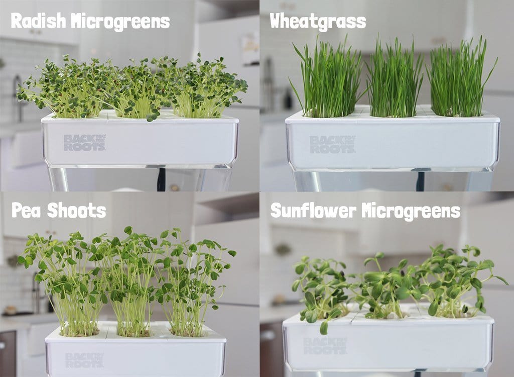 Microgreen Seed Packets - Image 7