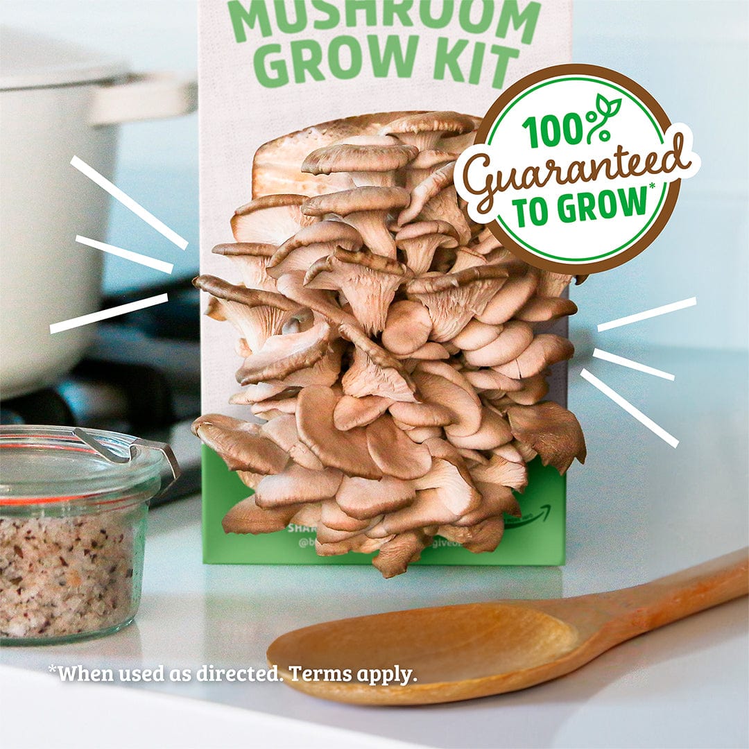 Organic Mushroom Grow Kit - Image 6