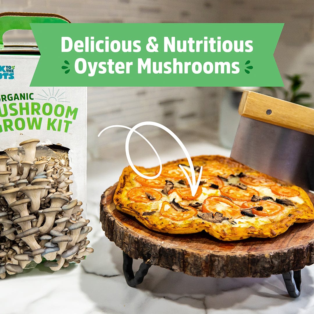 Organic Mushroom Grow Kit - Image 7