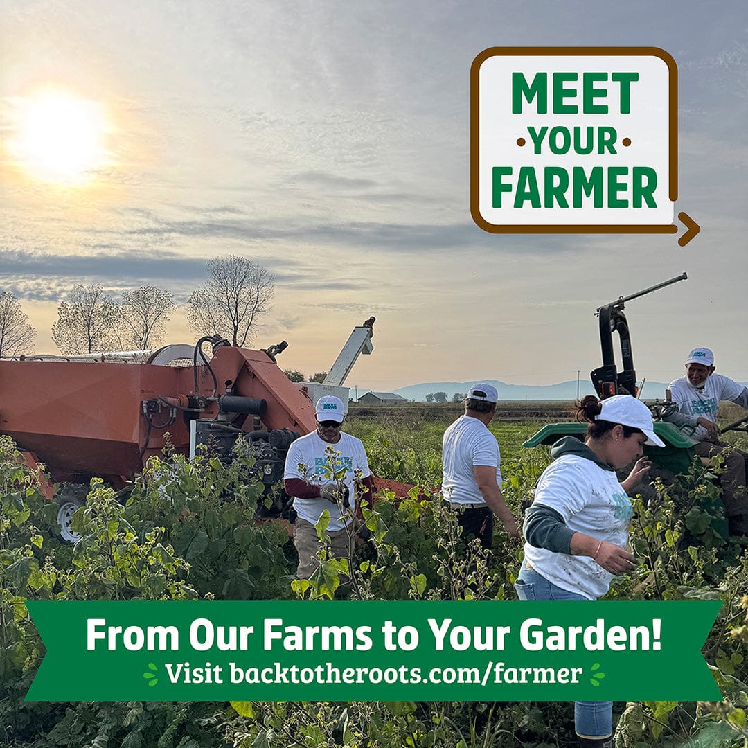 Organic Herb & Veggie 20-Pack Seed Bundle - Image 4