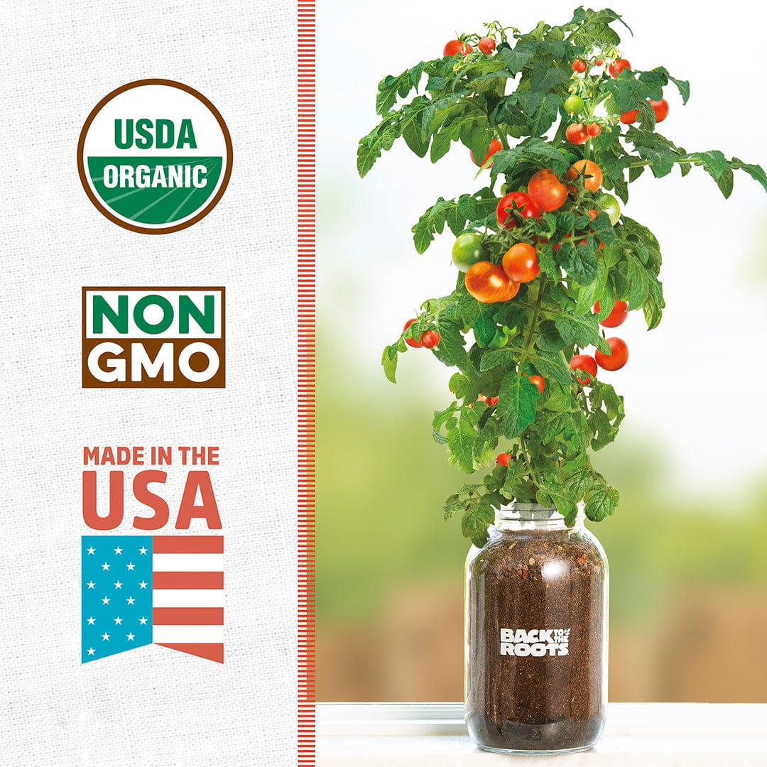 Organic Cherry Tomato Windowsill Planter (Complete Mason Jar Grow Kit) 🍅 - Image 3