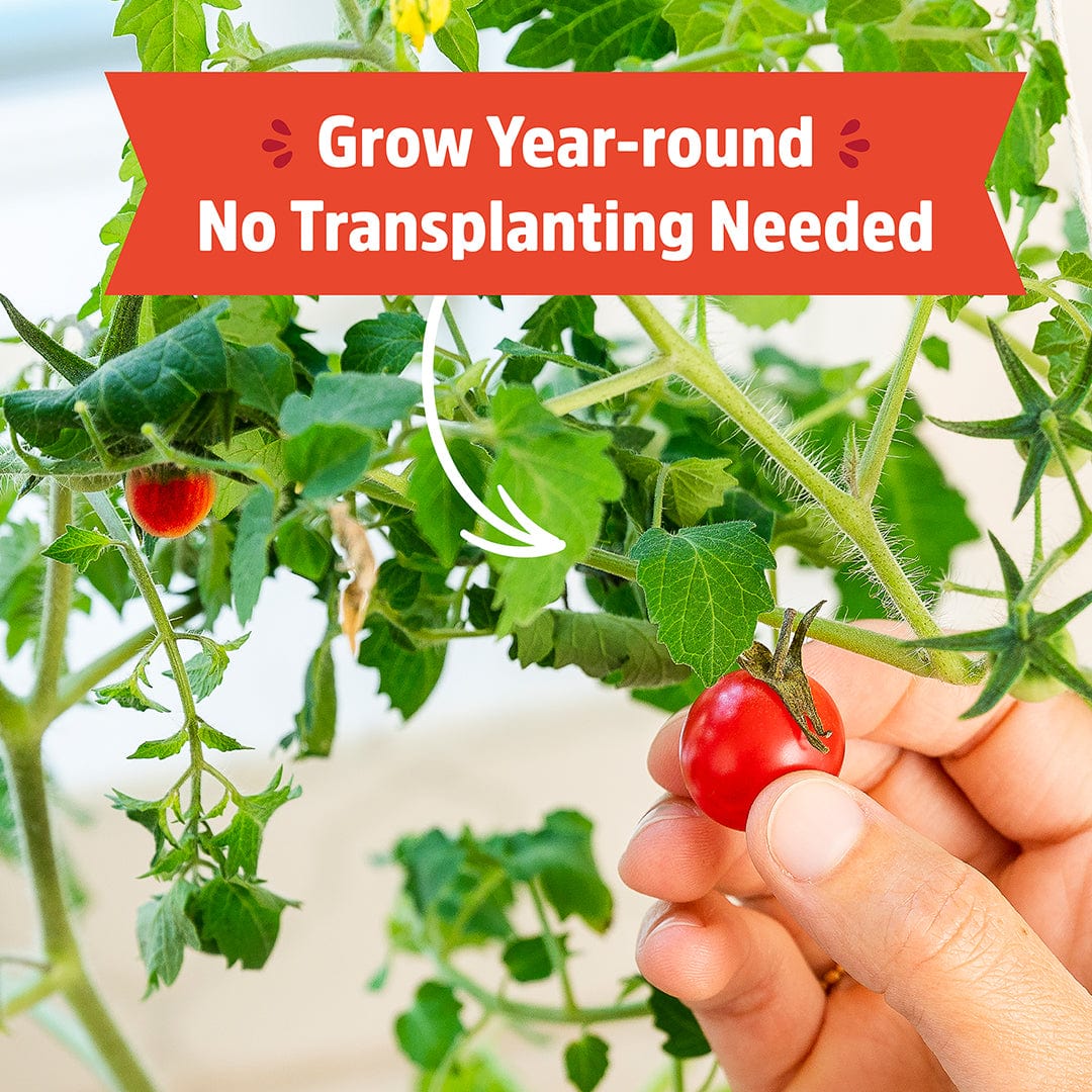 Organic Cherry Tomato Windowsill Planter (Complete Mason Jar Grow Kit) 🍅 - Image 5