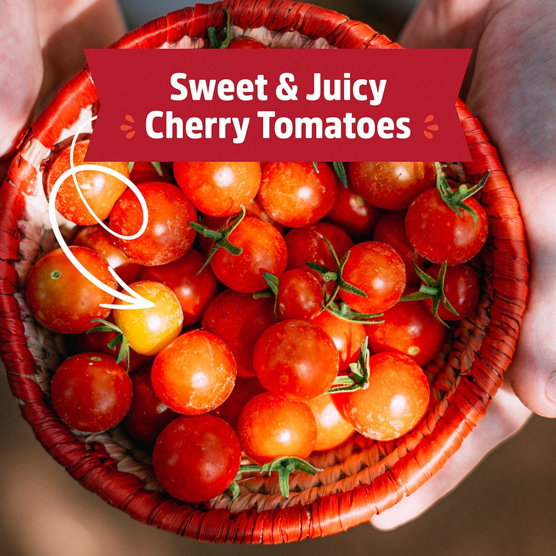 Organic Cherry Tomato Windowsill Planter (Complete Mason Jar Grow Kit) 🍅 - Image 7