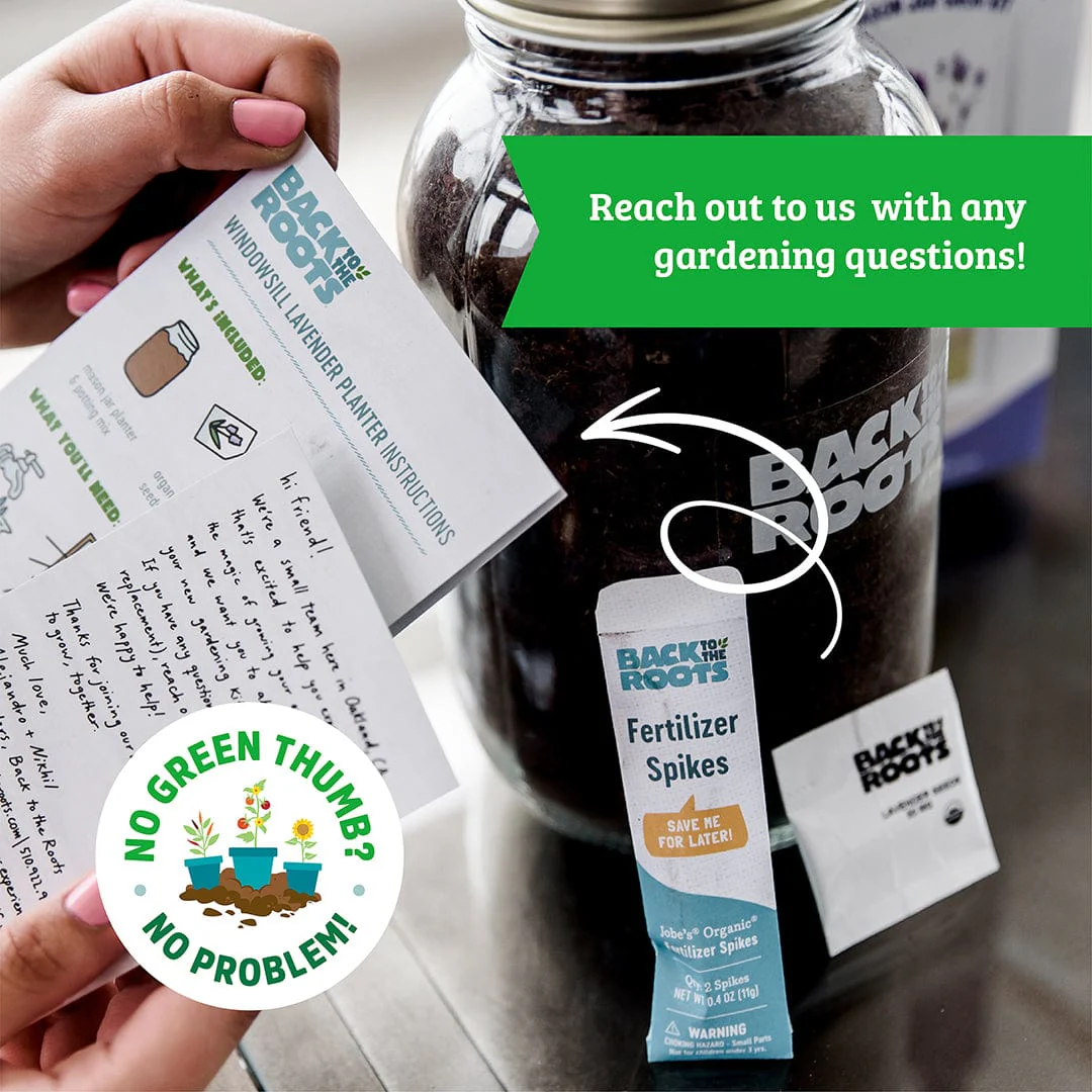 Organic Cherry Tomato Windowsill Planter (Complete Mason Jar Grow Kit) 🍅 - Image 8