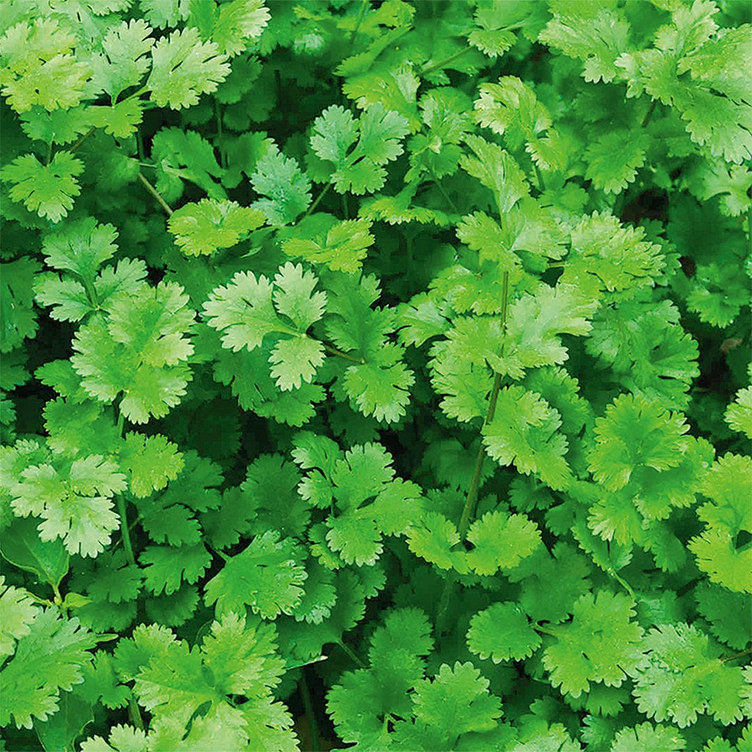 Organic Herb Garden 5-Pack Seed Bundle - Image 11