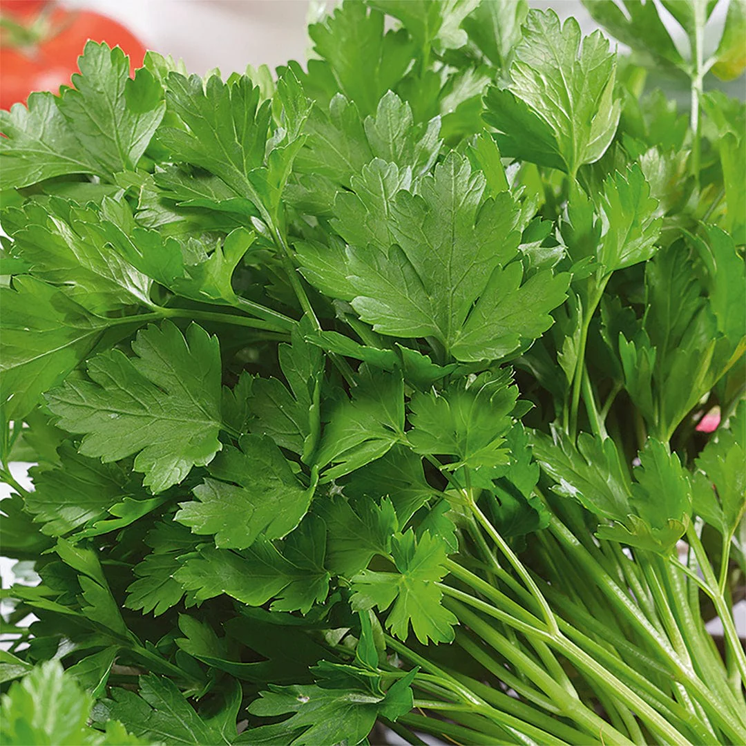 Organic Herb Garden 5-Pack Seed Bundle - Image 12