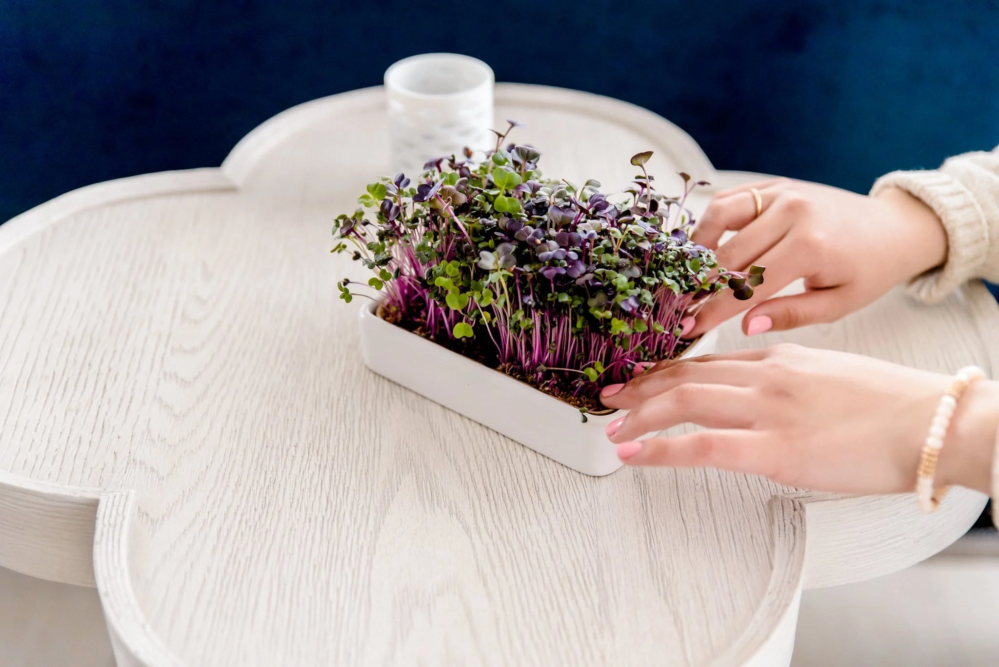 Organic Microgreens Kit, Bulk Saver 6-Pack 🌱 - Image 11