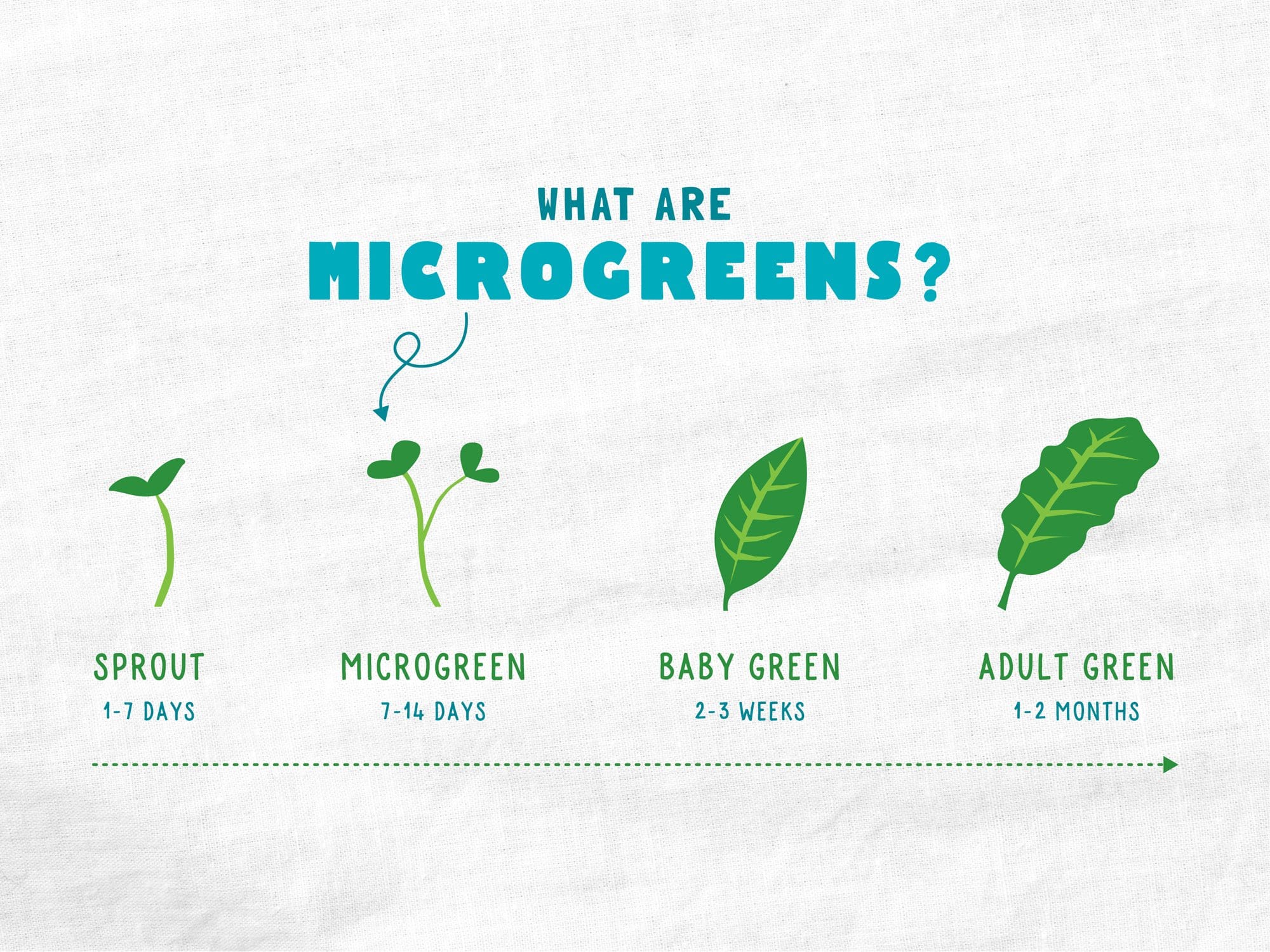 Organic Microgreens Kit, Bulk Saver 6-Pack 🌱 - Image 7