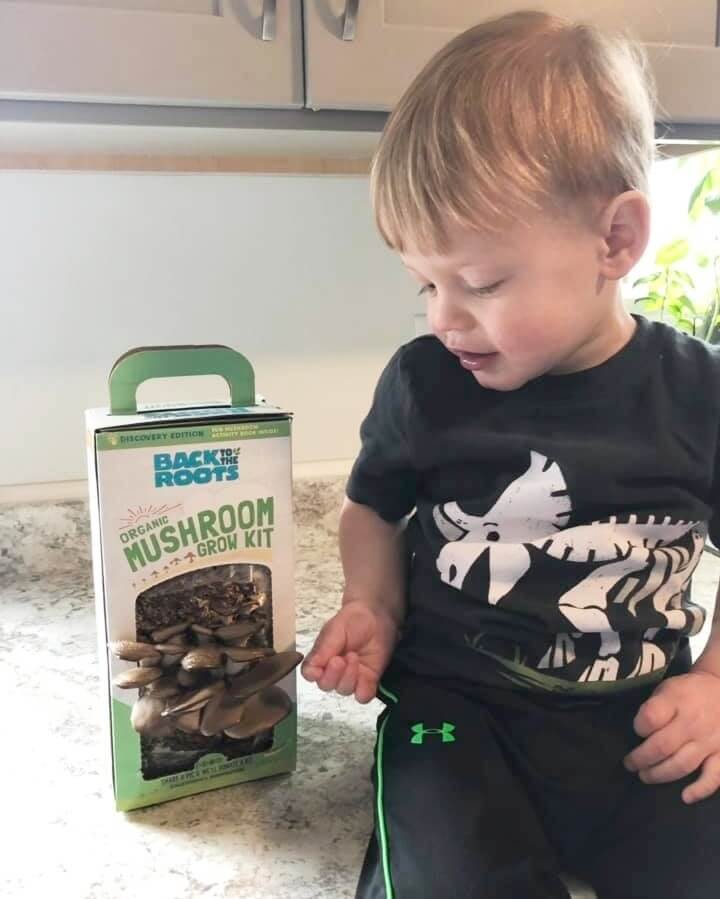 Organic Mushroom Grow Kit Gifting Bundle 	🎁, Value 3-Pack - Image 5