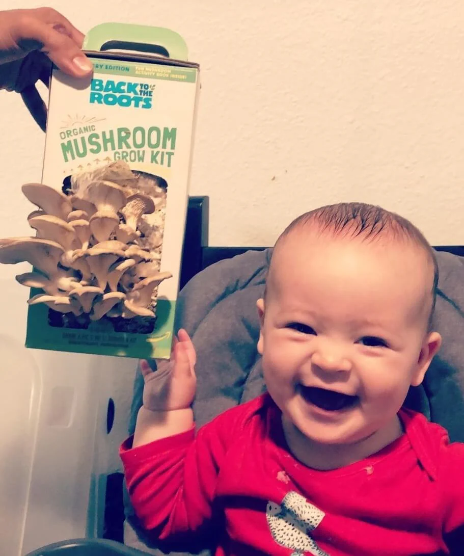 Organic Mushroom Grow Kit Gifting Bundle 	🎁, Value 3-Pack - Image 9