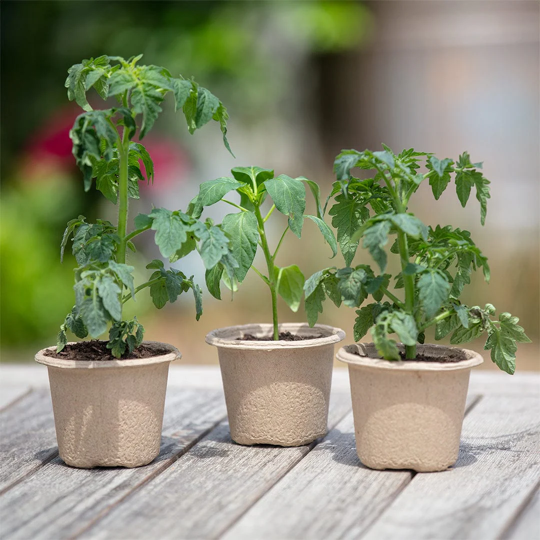 Organic & Plantable 4.25" Seed Starting Pots (8 ct) - Image 7