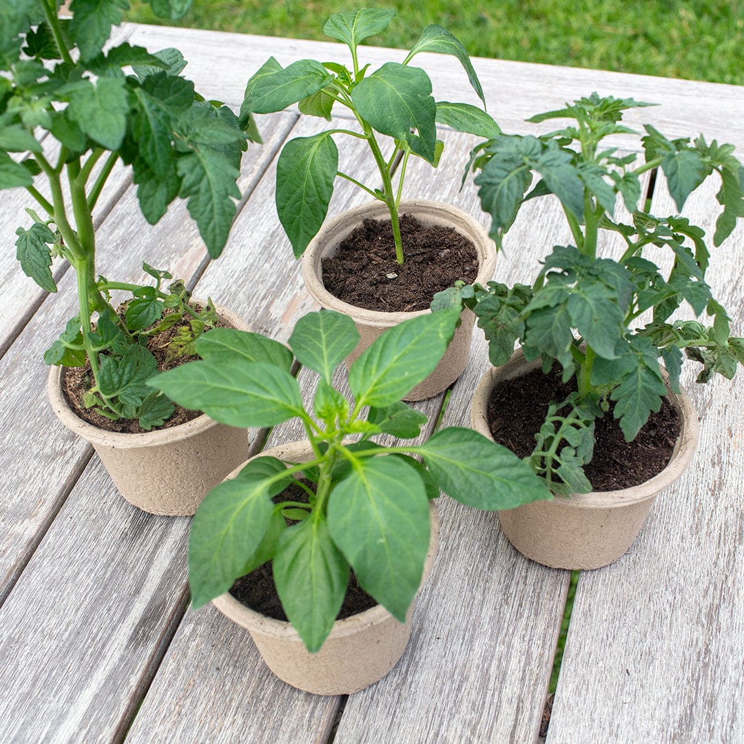 Organic & Plantable 4.25" Seed Starting Pots (8 ct) - Image 8