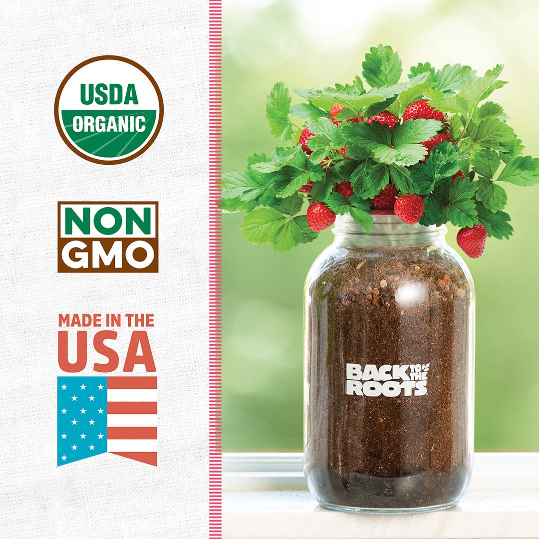 Organic Strawberry Windowsill Grow Kit 🍓 - Image 3