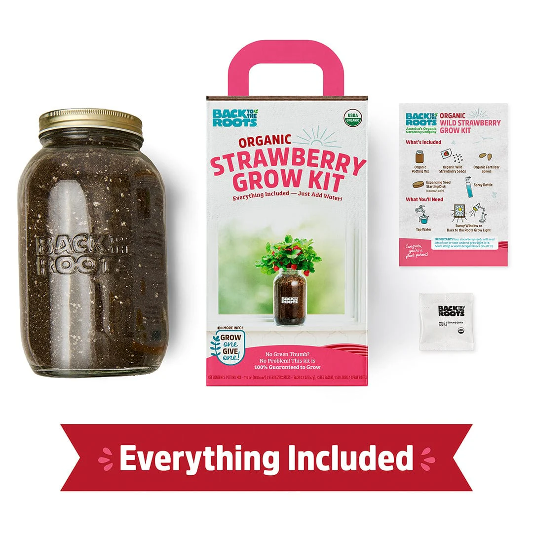 Organic Strawberry Windowsill Grow Kit 🍓 - Image 4