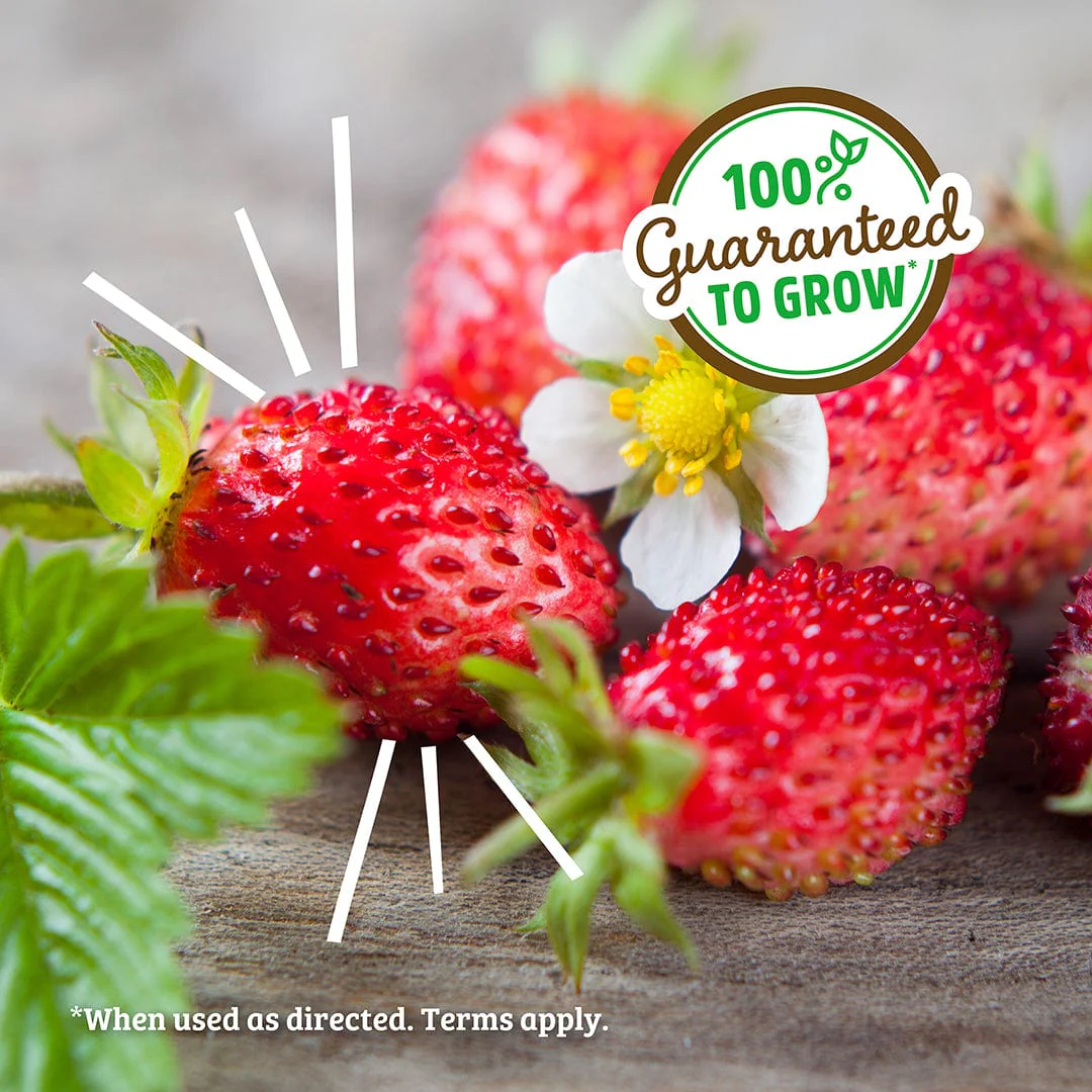 Organic Strawberry Windowsill Grow Kit 🍓 - Image 6