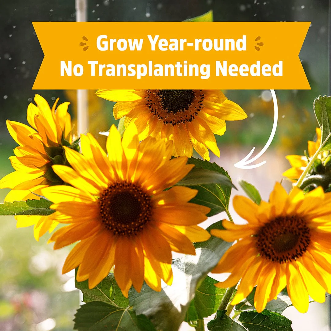 Organic Sunflower Windowsill Grow Kit 🌻 - Image 5