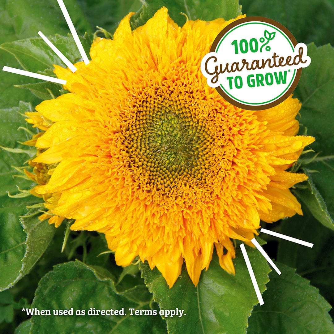 Organic Sunflower Windowsill Grow Kit 🌻 - Image 6
