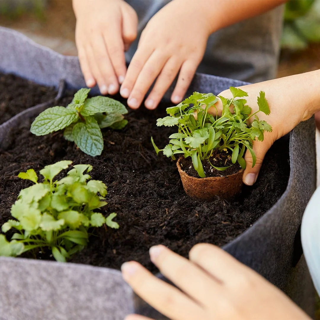 Organic & Plantable 2.4" Seed Starting Pots (24 ct) - Image 6