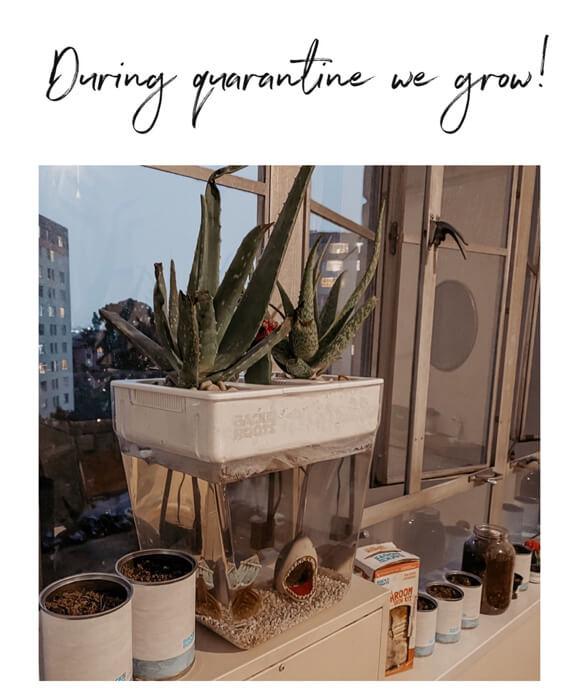 Water Garden Duo: Hydroponics / Aquaponics Ecosystem - Image 13