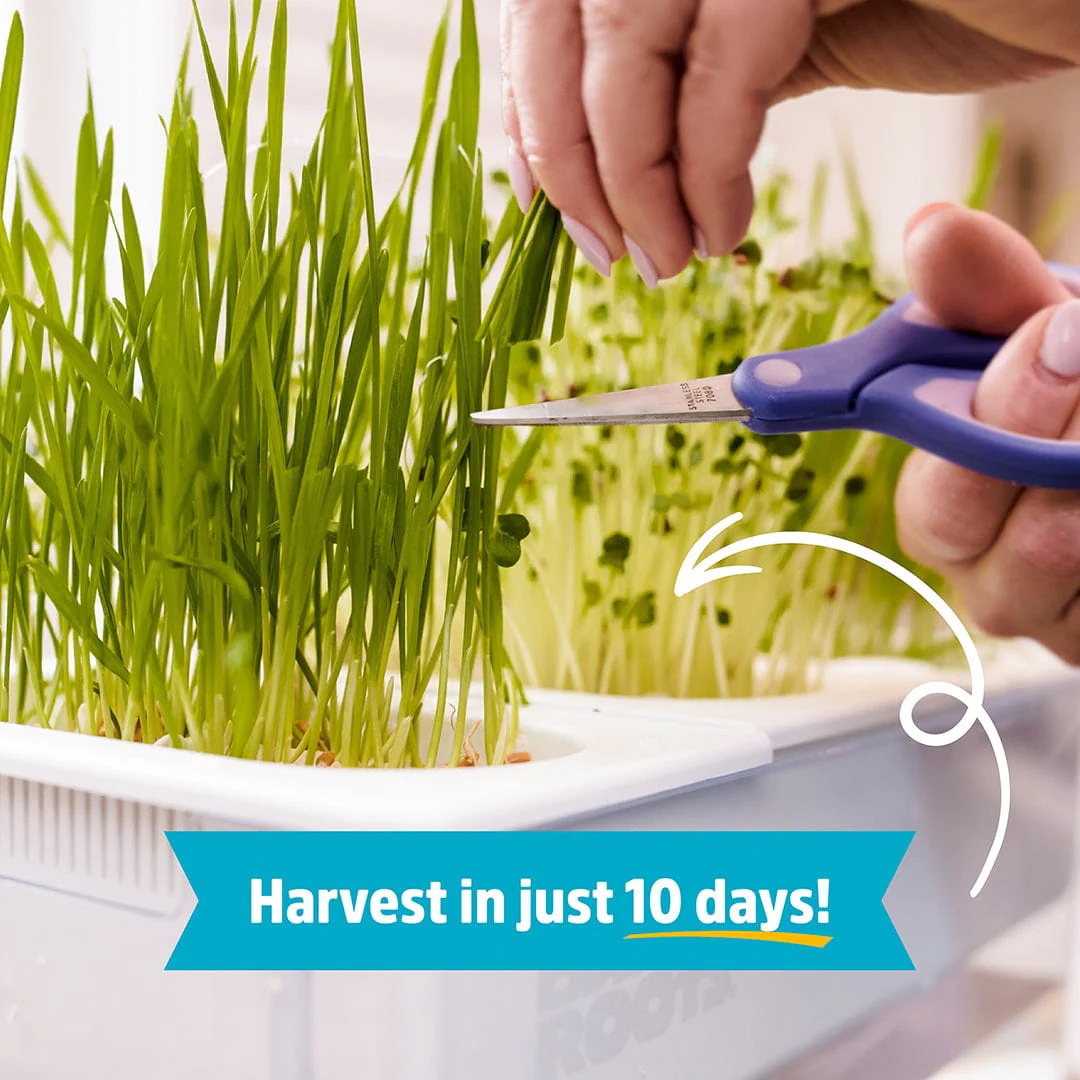 Water Garden Duo: Hydroponics / Aquaponics Ecosystem - Image 5